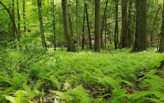 Sunny Ridge Preserve