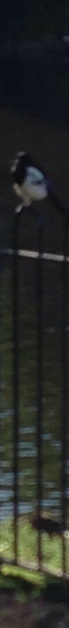 维多利亚公园-贝尔法斯特