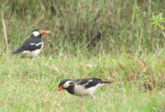 Kondakarla Bird Sanctuary景点图片
