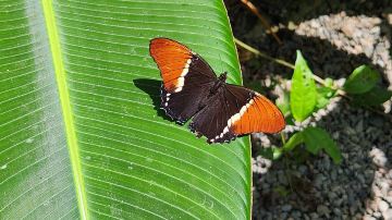 Monteverde Butterfly Gardens