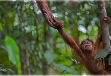 Gunung Palung National Park景点图片