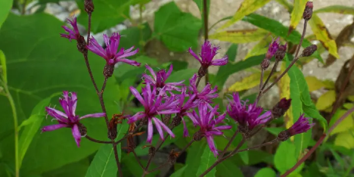 Governor Ned McWherter / Riverside Landing Park