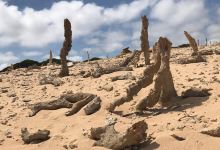 Calcified Forest Track景点图片