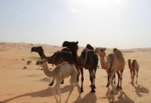 Moreeb Dune景点图片