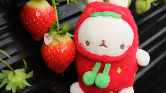 楊水里草莓體驗農場