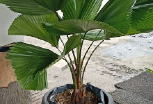 Bamboo Garden景点图片