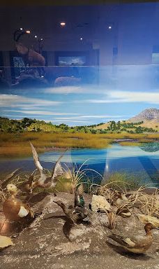 MTA Genel Müdürlüğü Şehit Cuma Dağ Tabiat Tarihi Müzesi-安卡拉