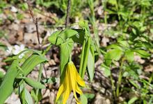 Nerstrand Big Woods State Park Prairie Parking lot.景点图片