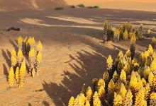 Merzouga Dunes景点图片