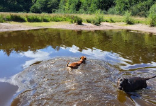 Hondebos / Dog forest景点图片