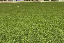 SHATI Alsuha Park景点图片