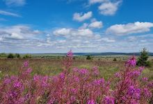 Panorama sur les Hautes Fagnes / Hohes Venn景点图片