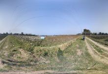 Cotton field景点图片