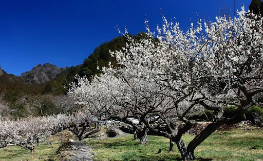 川売の梅花