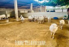 Ferme Velauxienne景点图片