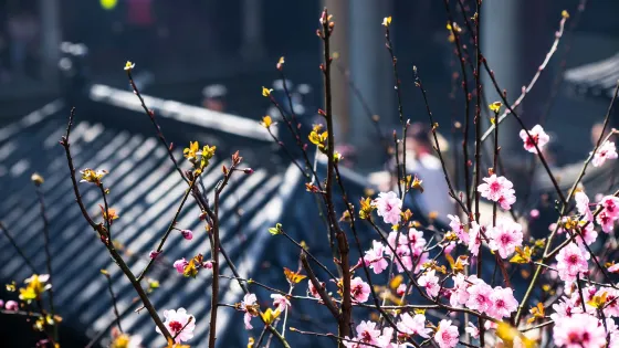 新昌左於村