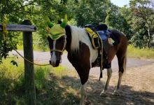 Fort Ridgely State Park Horse Camp景点图片