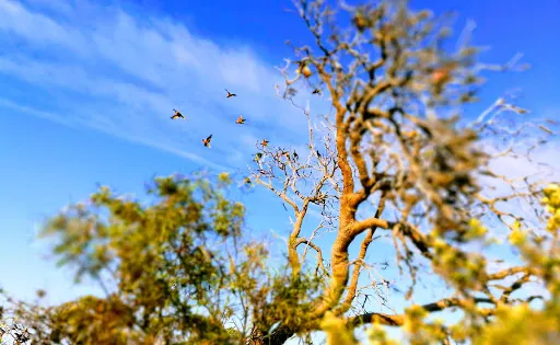 Star Swamp Bushland Reserve