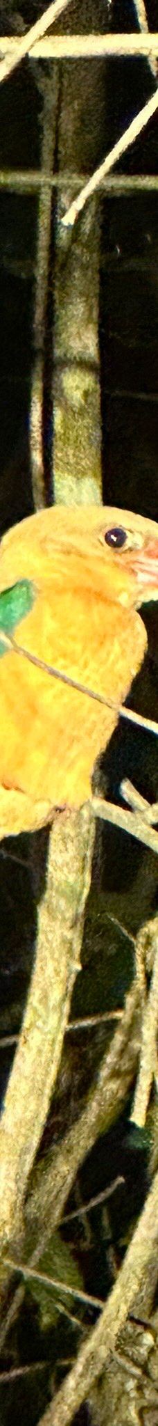 京那巴当岸河-基纳巴唐岸