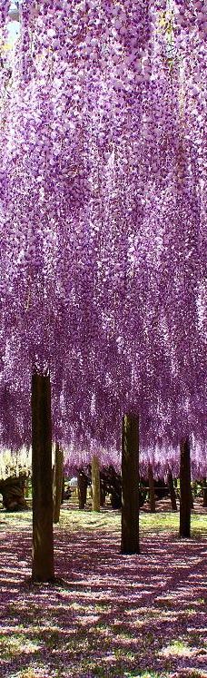 河内藤园-北九州