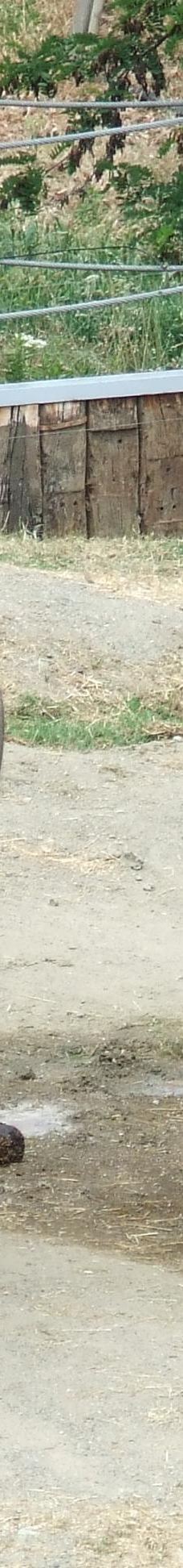 Selwo Aventura-埃斯特波纳