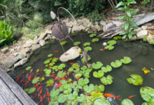 Massee Lane Gardens景点图片