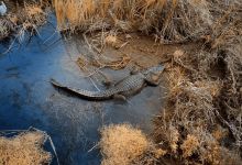 Leonabelle Turnbull Birding Center景点图片