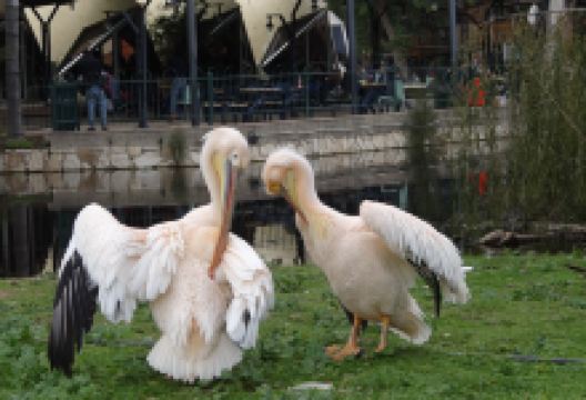 Zoological Center景点图片