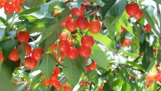 花笠観光果樹園
