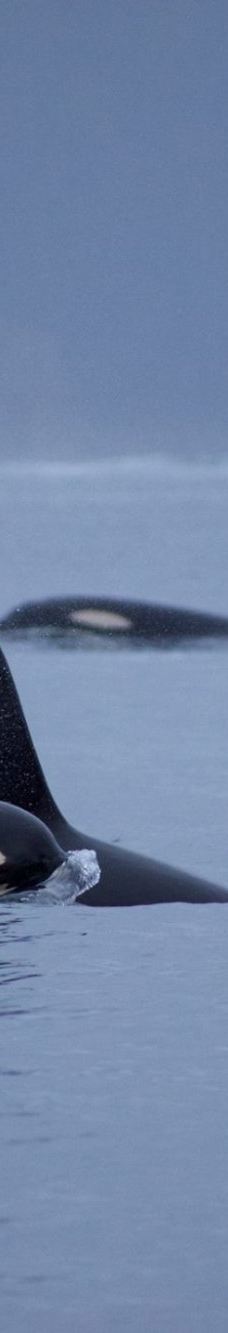 Seward Ocean Excursions-西沃德