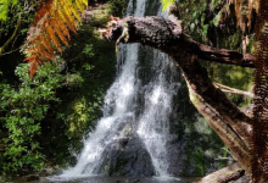 Mount Richmond Forest Park景点图片