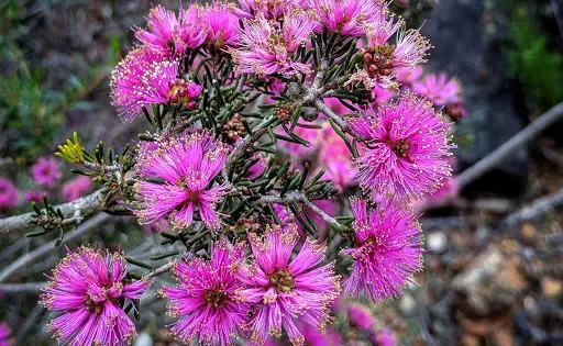 Kalamunda National Park