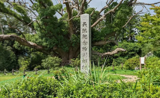 川棚のクスの森
