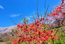 The Haradas' Cherry Blossoms景点图片