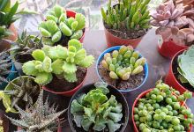 Vivero Agüita购物图片