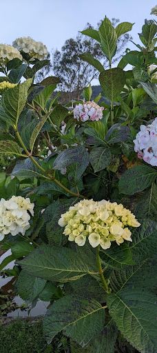 La Casa del Arbol-巴尼奥斯县