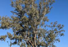 The Leichhardt Tree景点图片