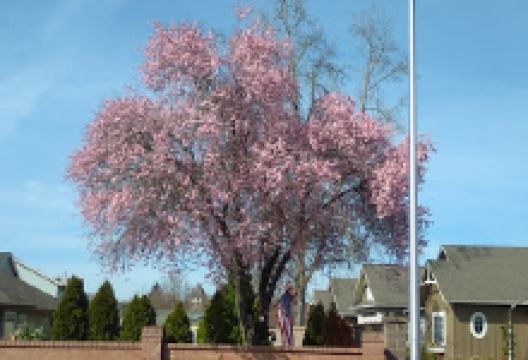 Heritage Park景点图片
