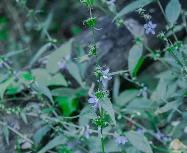 Braddocks Trail Park