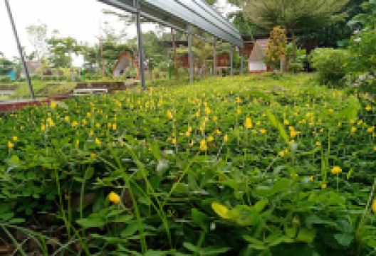 DeMaja River景点图片