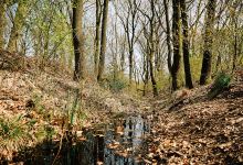 De mooiste boom van Zeegse in Drenthe景点图片