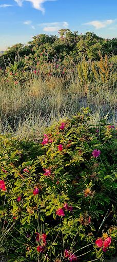 Gummistranden-赫尔辛格