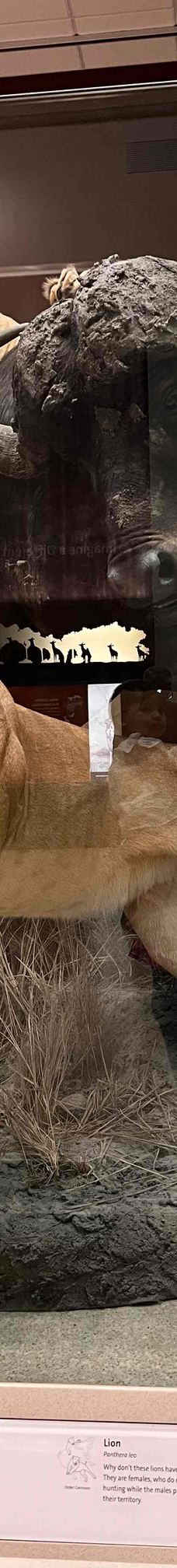 史密森博物馆-华盛顿-DCA