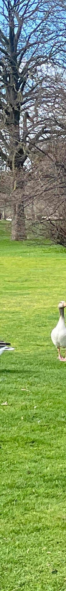 海德公园-伦敦-YoYo_2Z6R7X2Q