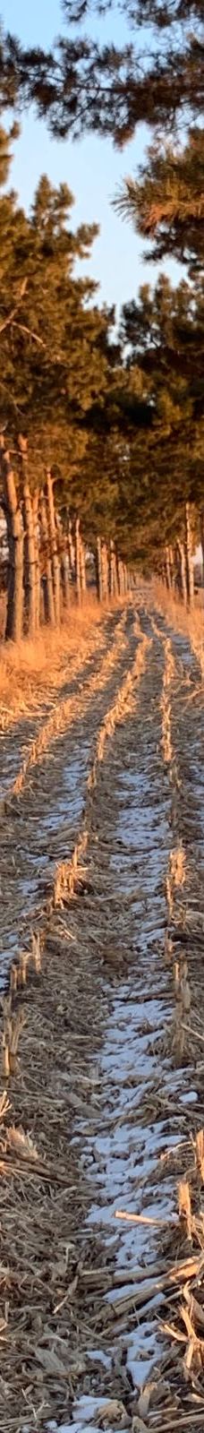 八里城遗址-肇东