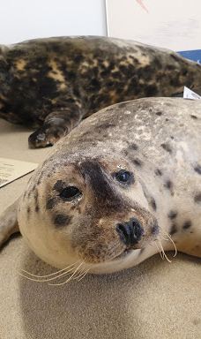 Seehundstation und Waloseum-诺德代希