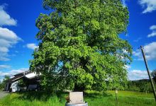 Bienenlehrpfad Kleinhöhenrain景点图片