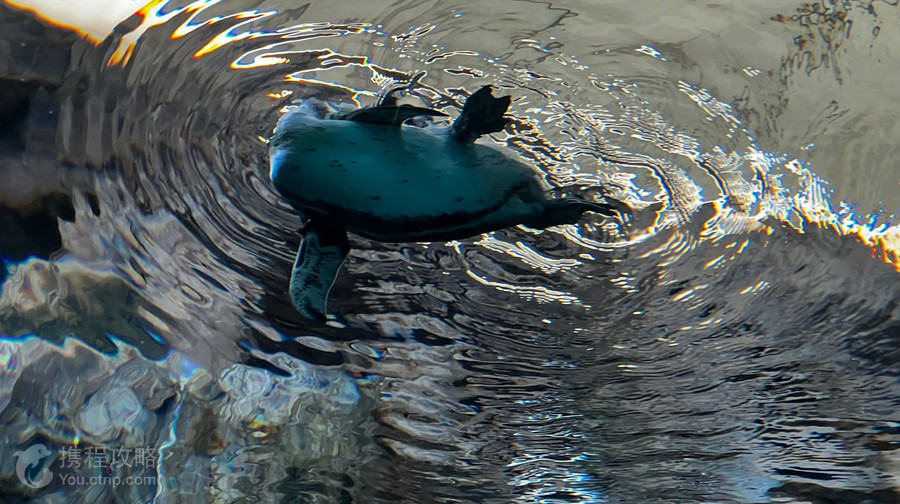 宮島水族館