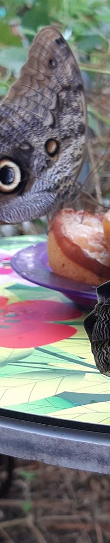 Twycross Zoo-阿瑟斯通