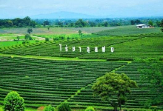 翠峰茶园景点图片